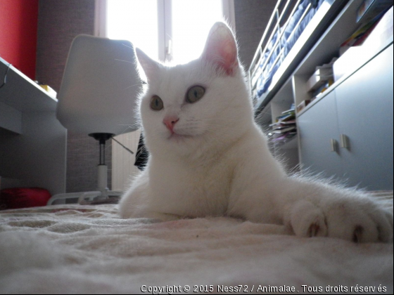 chat blanc - Photo de Chats