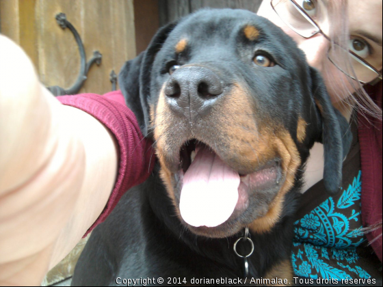 black tien la pause - Photo de Chiens