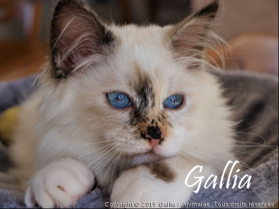 Gallia la stars - Photo de Chats