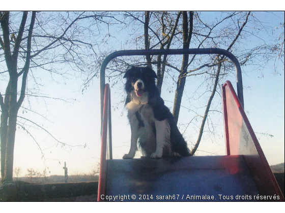 black toboggan - Photo de Chiens