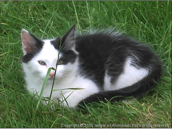 tissouille dans le jardin - Photo de Chats