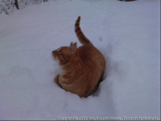 crapouille adorable - Photo de Chats