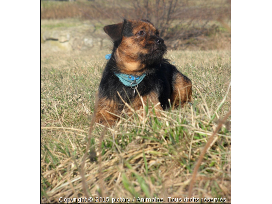 Moustique, au bord du canal  - Photo de Chiens