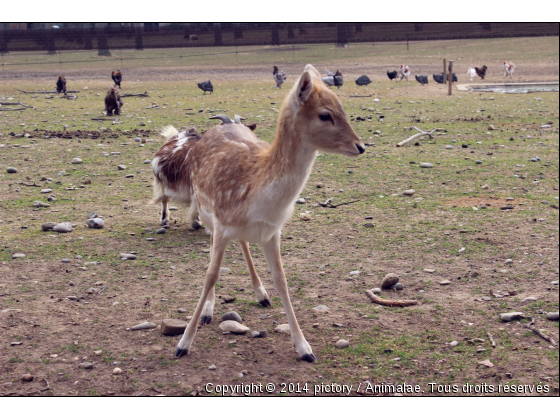 Bambi, à la découverte du monde réel - Photo de Animaux sauvages