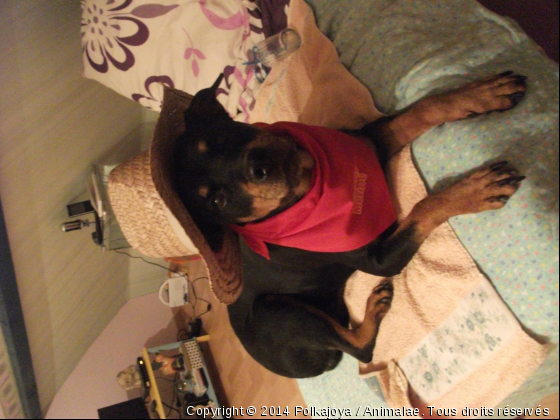 Le rottweiler est tres mechant LOL - Photo de Chiens