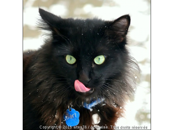 J&#039;ai Faim !!! - Photo de Chats