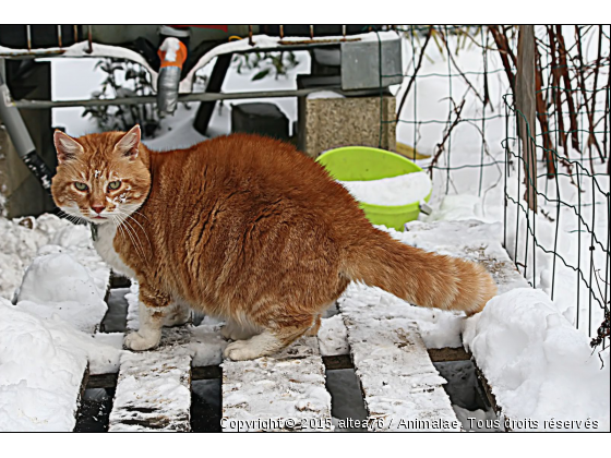 Froid aux pattes ! - Photo de Chats