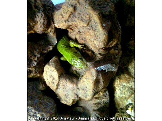 Nefertiti - Photo de Reptiles