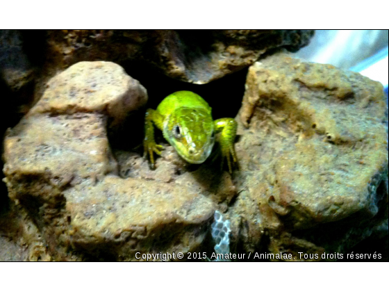 Nefertiti - Photo de Reptiles