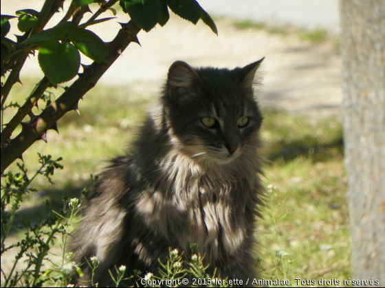 Sérénité - Photo de Chats