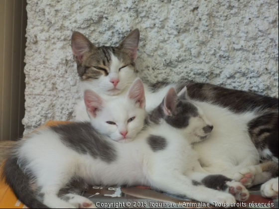 leur de la sieste est arrivé - Photo de Chats