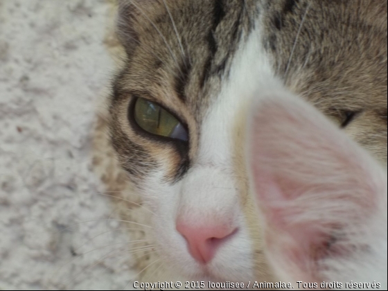 skyppi - Photo de Chats