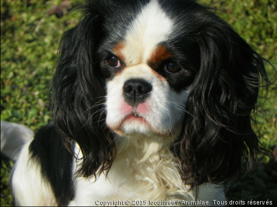 Super cavalier - Photo de Chiens