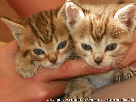 Simba et Pinceau - Photo de Chats