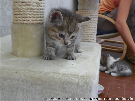 Looping - Photo de Chats