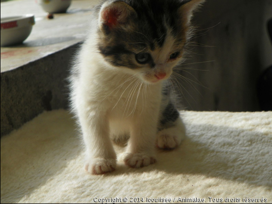 Skyppi - Photo de Chats