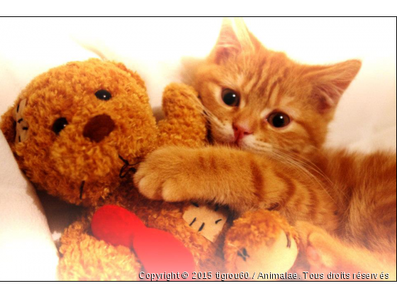 moi et mon doudou =) - Photo de Chats