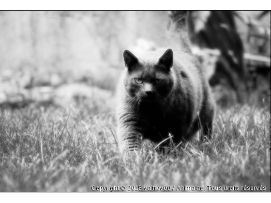 Promenade de Voyou. - Photo de Chats