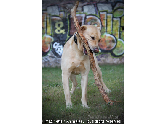 Le baton  - Photo de Chiens