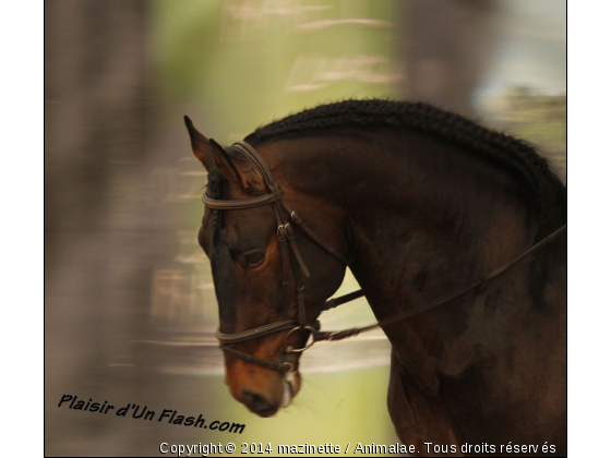 Cheval passion - Photo de Chevaux