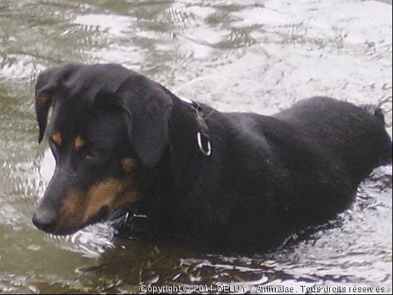 prune à la peche.mdr - Photo de Chiens