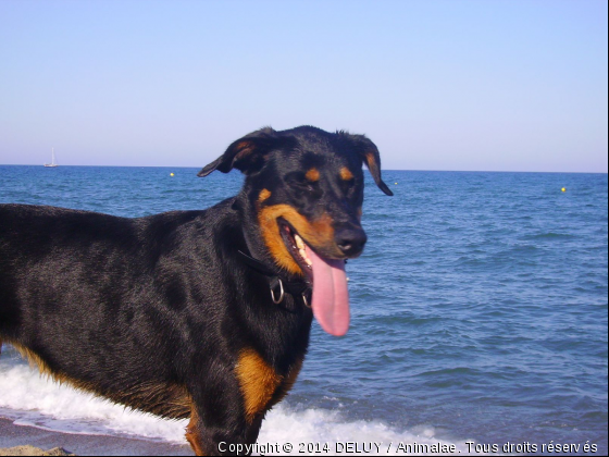 à la plage - Photo de Chiens