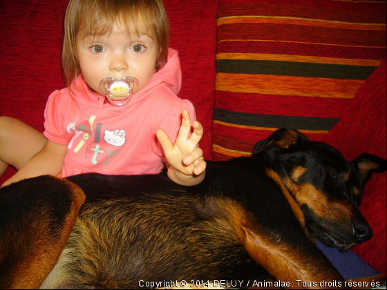 le revoilas - Photo de Chiens