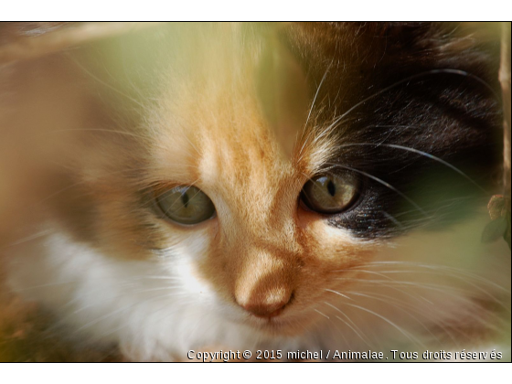 chatons  - Photo de Chats