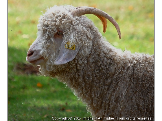 chèvre - Photo de Animaux Ferme