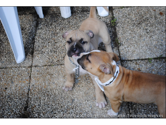 tyler et kaina - Photo de Chiens