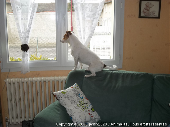 cooki regarde a la fenetre - Photo de Chiens