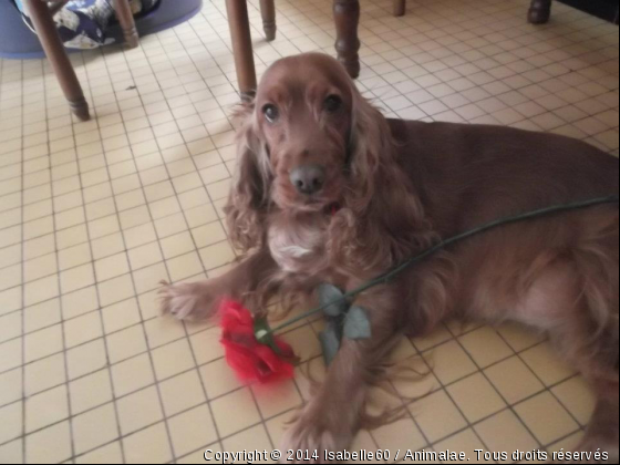 Châtaigne et sa rose - Photo de Chiens