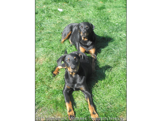 mes deux amour  - Photo de Chiens