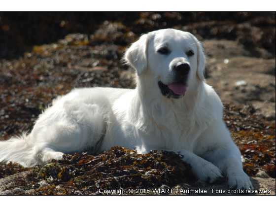 couché sur les algues - Photo de Chiens