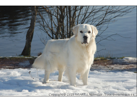 vive l&#039;hiver - Photo de Chiens