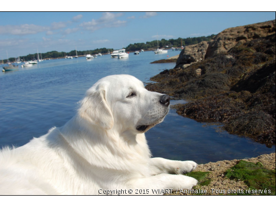 la star de la cote atlantique - Photo de Chiens