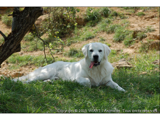 couché sous un arbre - Photo de Chiens