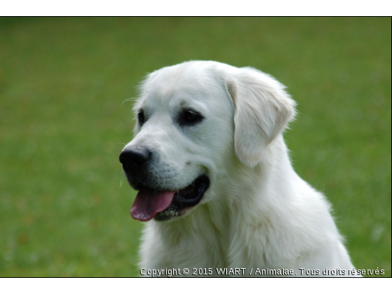 mon portrait - Photo de Chiens