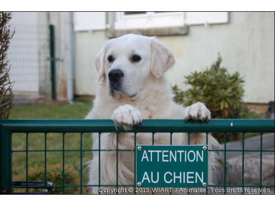 farook - Photo de Chiens