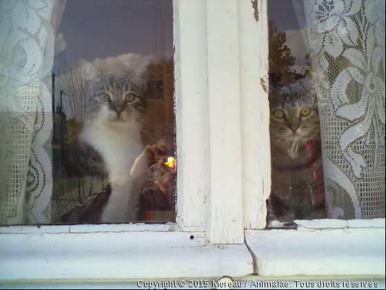 Mes deux chat titi &amp; kiwi - Photo de Chats