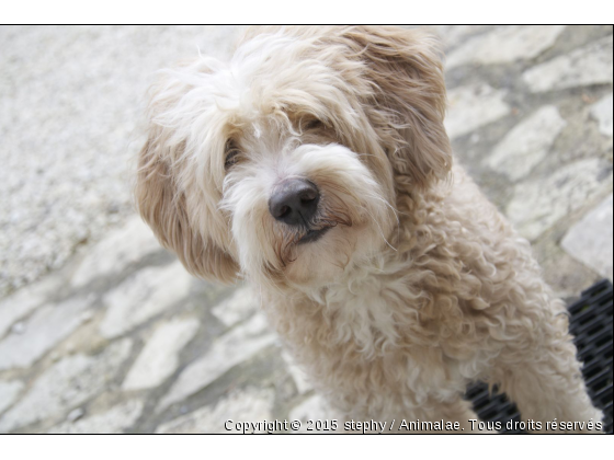 Harry Potter  - Photo de Chiens