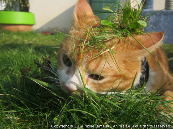 Le plus adorable des chatons  - Photo de Chats