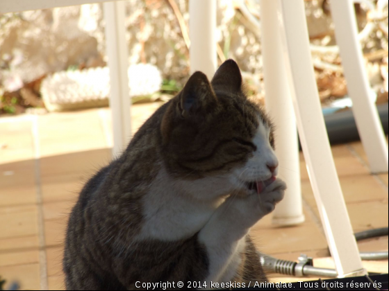 toilette de chat - Photo de Chats