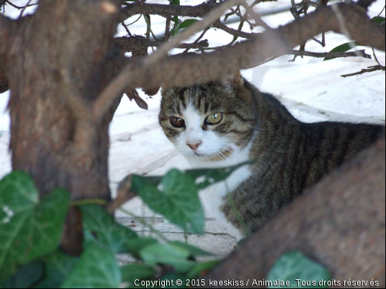 lara - Photo de Chats