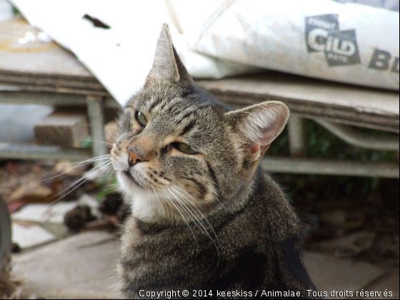 calin - Photo de Chats