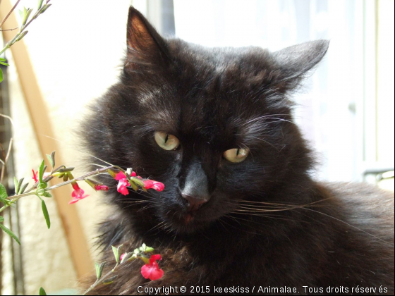 chocolat - Photo de Chats