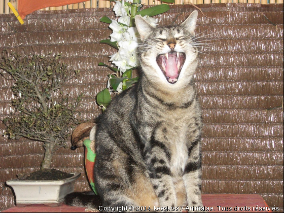 quoi ma gueule, qu&#039;est ce qu&#039;elle a ma gueule??? - Photo de Chats