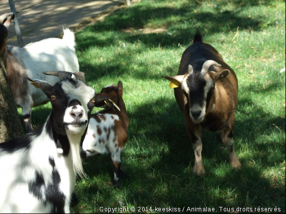 oui???? - Photo de Animaux Ferme