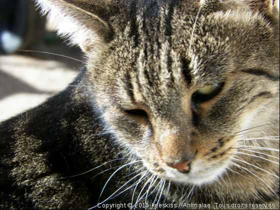 mon calin - Photo de Chats