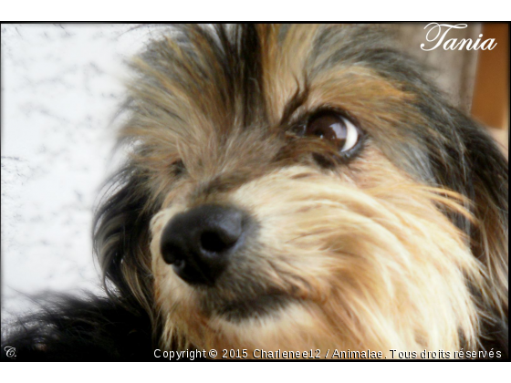 Tania ♥ - Photo de Chiens